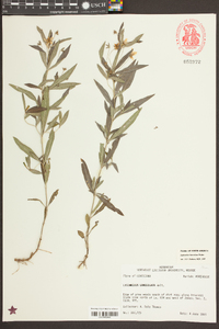 Lysimachia lanceolata image