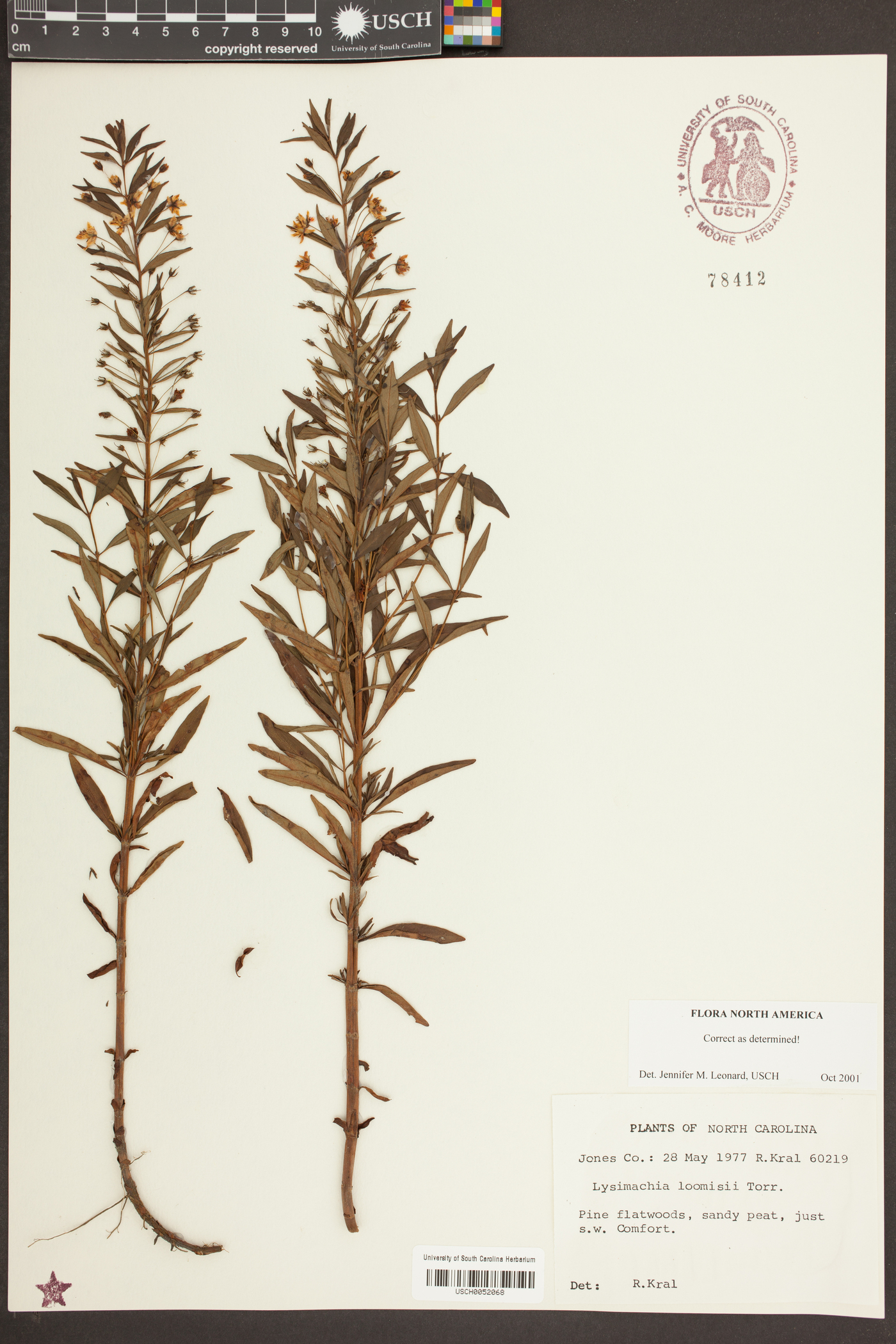 Lysimachia loomisii image