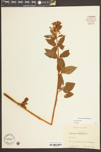 Lysimachia punctata image