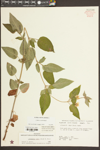 Lysimachia tonsa image