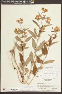 Lysimachia tonsa image