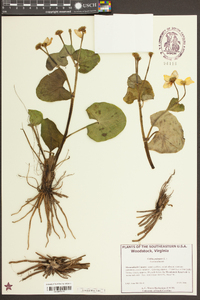 Caltha palustris image