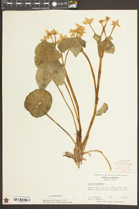 Caltha palustris image