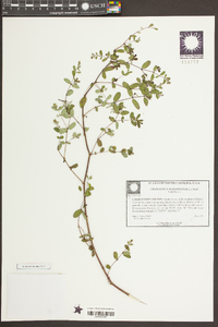 Chamaesyce hyssopifolia image