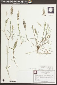 Eragrostis frankii image