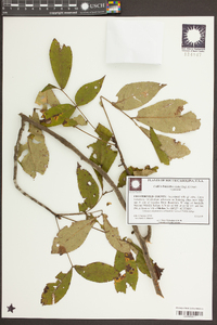 Carya pallida image