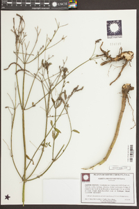 Verbena montevidensis image