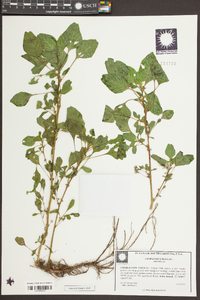 Amaranthus blitum image