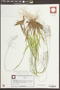 Dichanthelium sphaerocarpon image