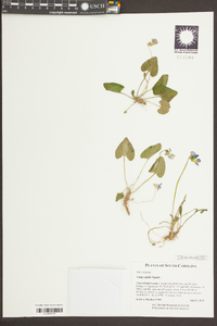Viola edulis image