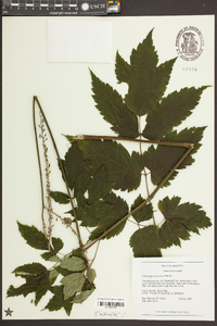 Actaea racemosa image