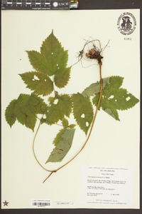 Actaea racemosa image