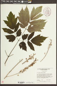 Actaea racemosa image