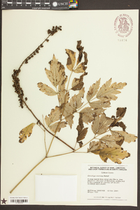Actaea racemosa image
