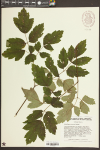 Actaea racemosa image