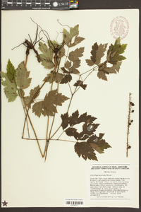 Actaea racemosa image