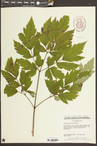 Actaea racemosa image