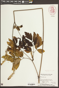Actaea racemosa image