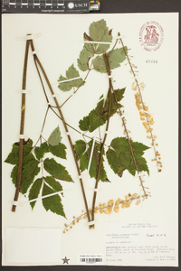 Actaea racemosa image