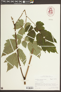 Actaea racemosa image