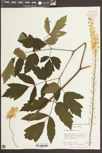 Actaea racemosa image