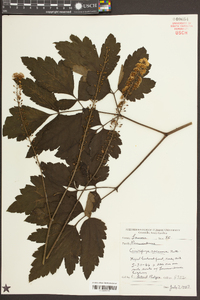 Actaea racemosa image