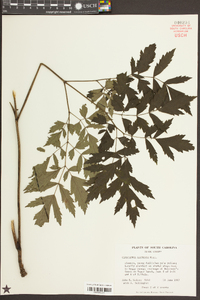 Actaea racemosa image