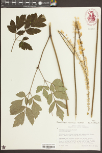 Actaea racemosa image