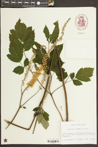 Actaea racemosa image