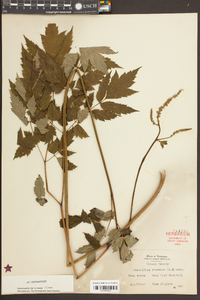 Actaea racemosa image