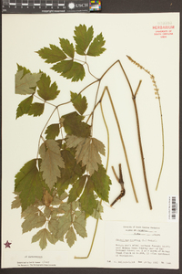 Actaea racemosa image