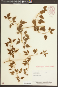 Clematis flammula image