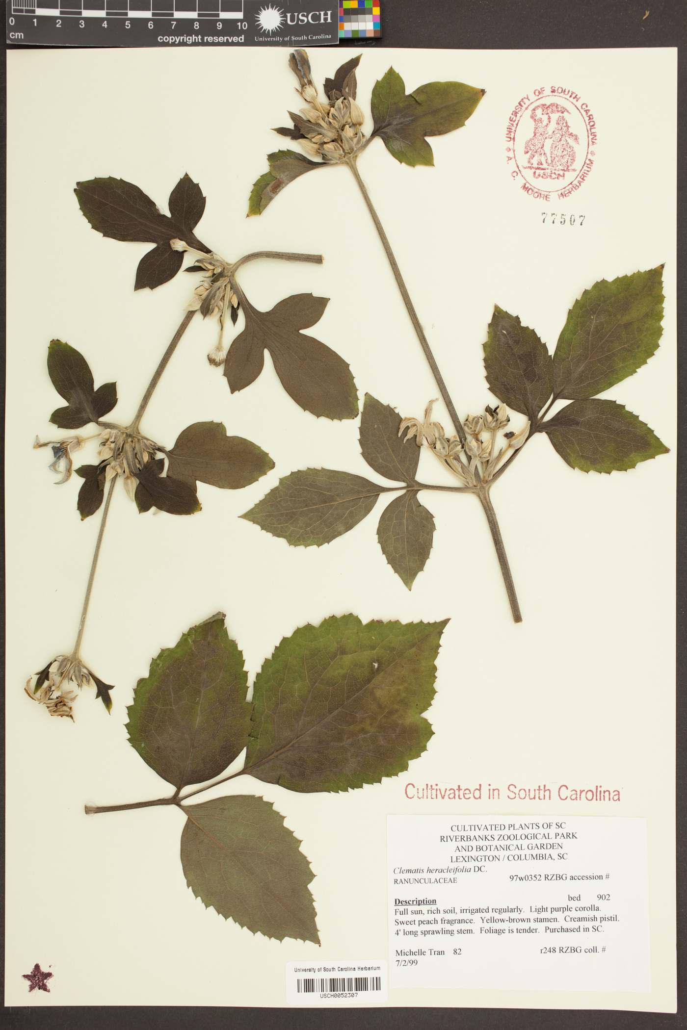 Clematis heracleifolia image