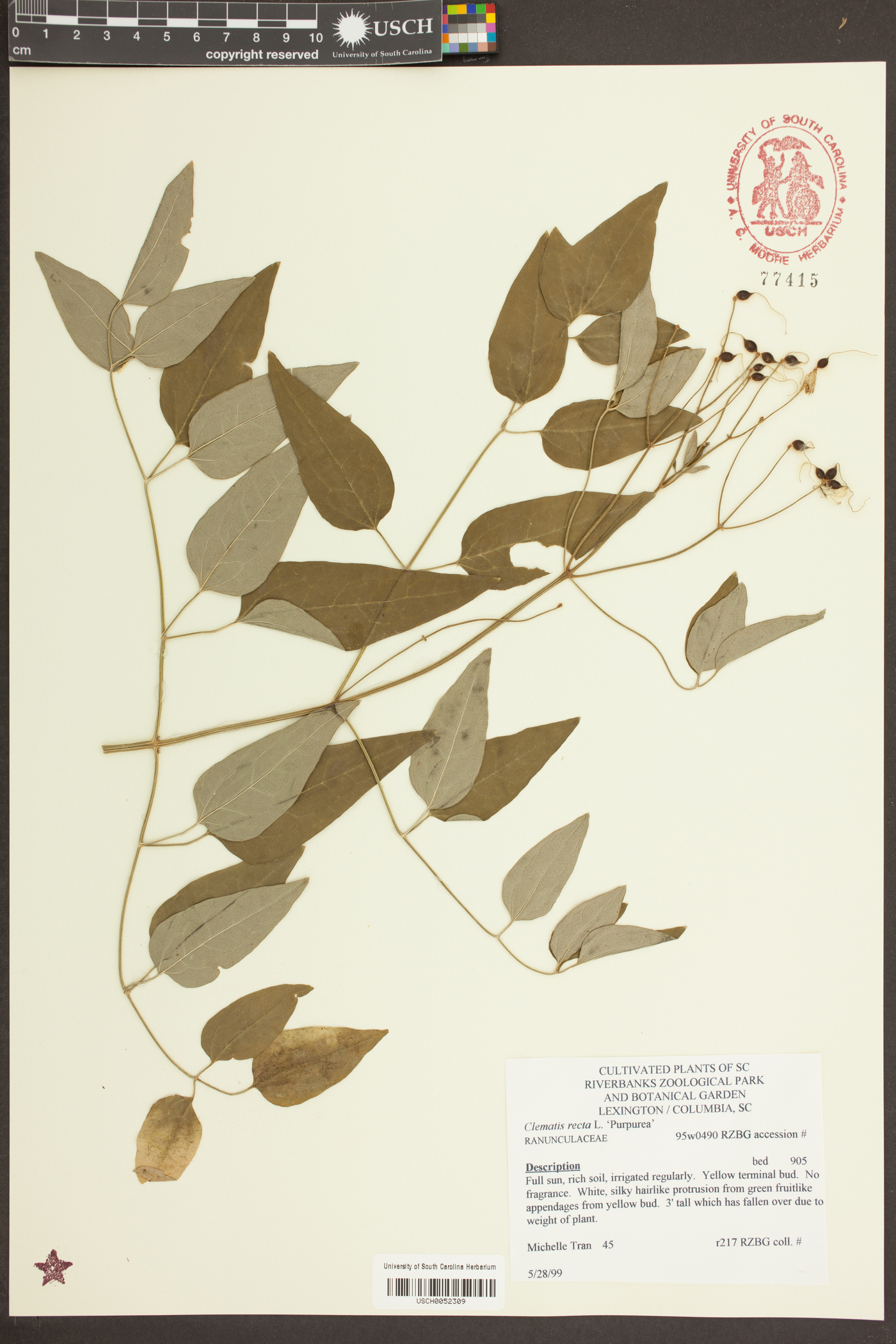 Clematis recta image