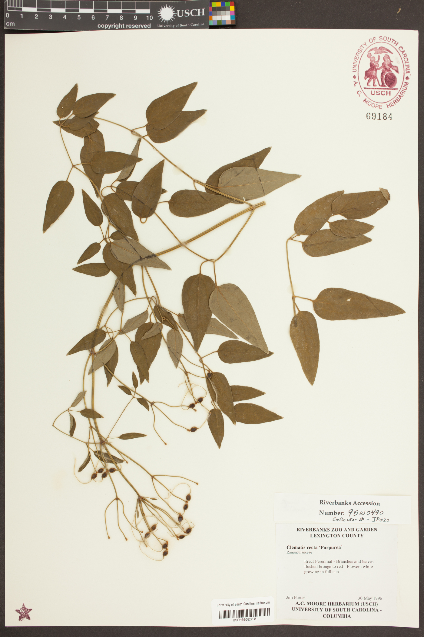 Clematis recta image