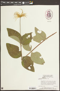 Clematis ochroleuca image