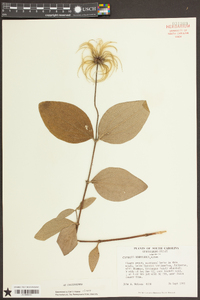 Clematis ochroleuca image