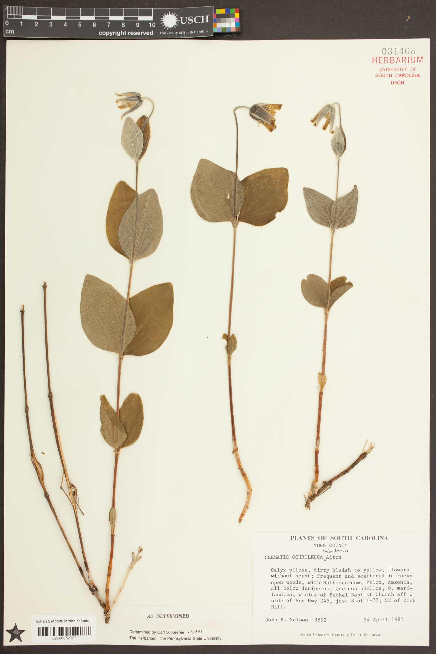 Clematis ochroleuca image