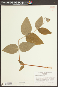 Clematis ochroleuca image