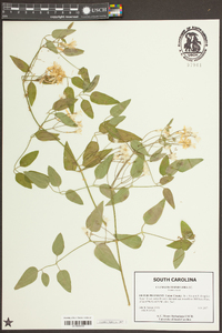 Clematis terniflora image