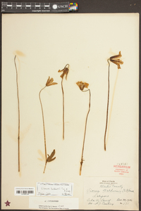 Clematis baldwinii image