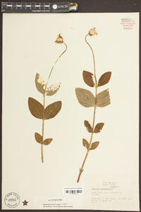 Clematis ochroleuca image