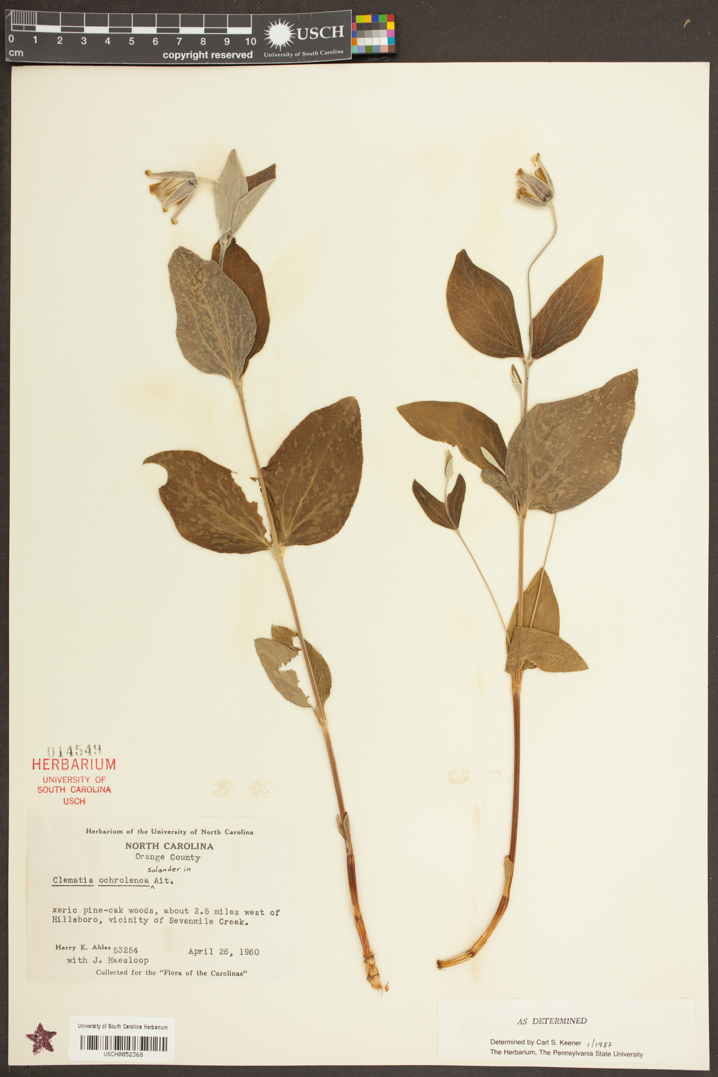 Clematis ochroleuca image