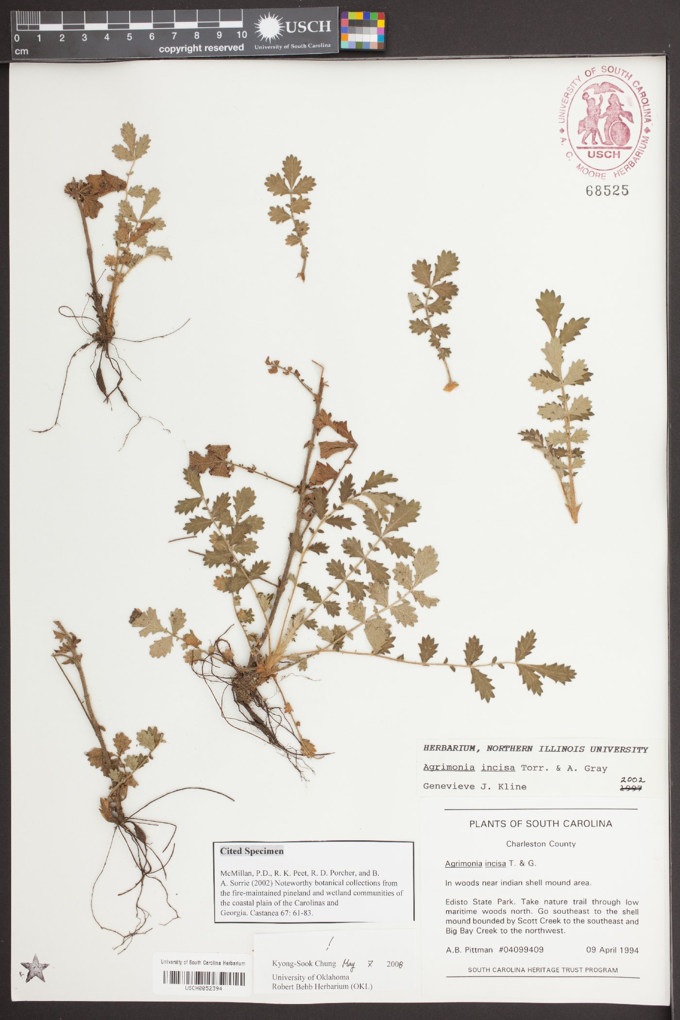 Agrimonia incisa image