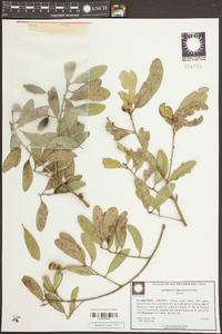 Quercus virginiana image