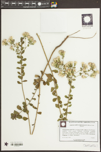 Sericocarpus tortifolius image