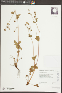 Potentilla rupestris image