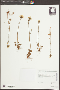 Saxifraga granulata image