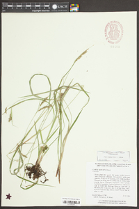 Carex venusta var. venusta image