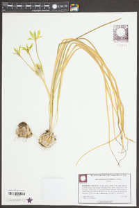 Ornithogalum umbellatum image